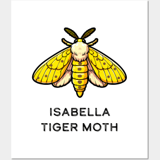 Isabella Tiger Moth Posters and Art